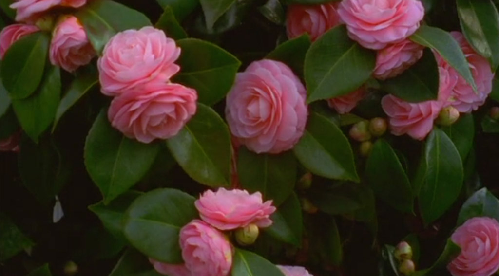 Camellia Portraits 1-5 still